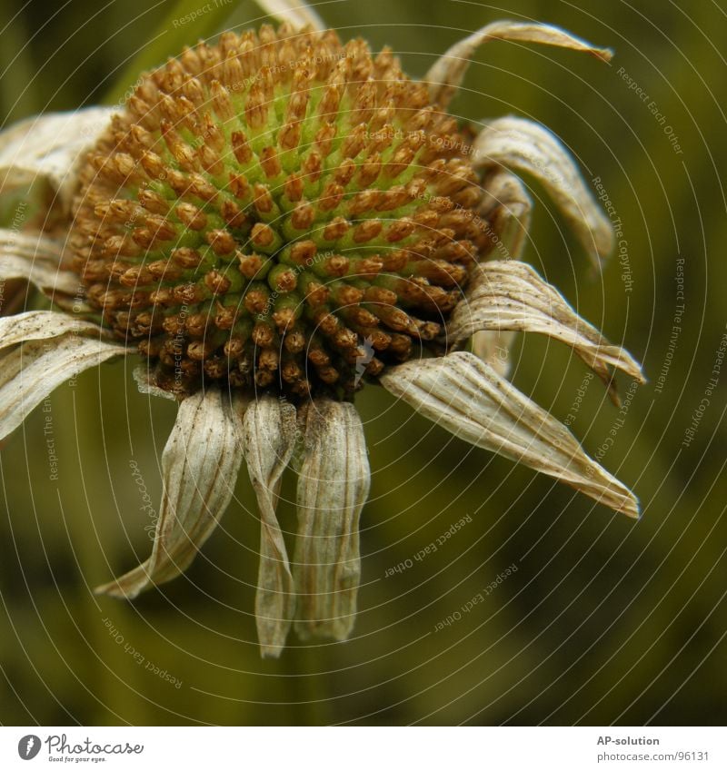 transience Marguerite Daisy Flower meadow Limp Old Grief Transience Macro (Extreme close-up) Sprinkle Spring Summer Plant Bouquet Bee Spring fever Beautiful