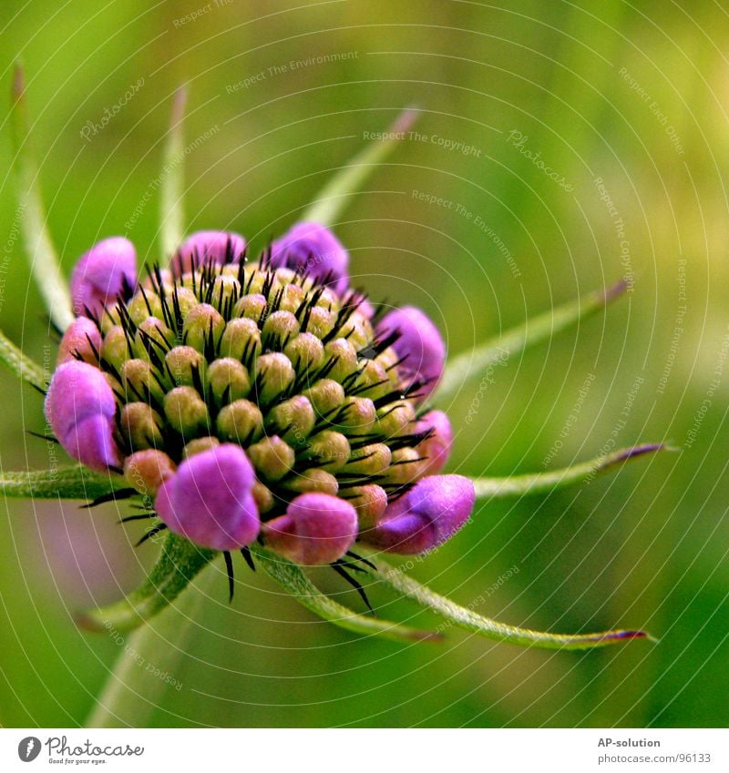 purple flowers Blossoming Plant Flower Growth Macro (Extreme close-up) Sprinkle Spring Summer Violet Green Bouquet Bee Spring fever Beautiful Delicate Botany