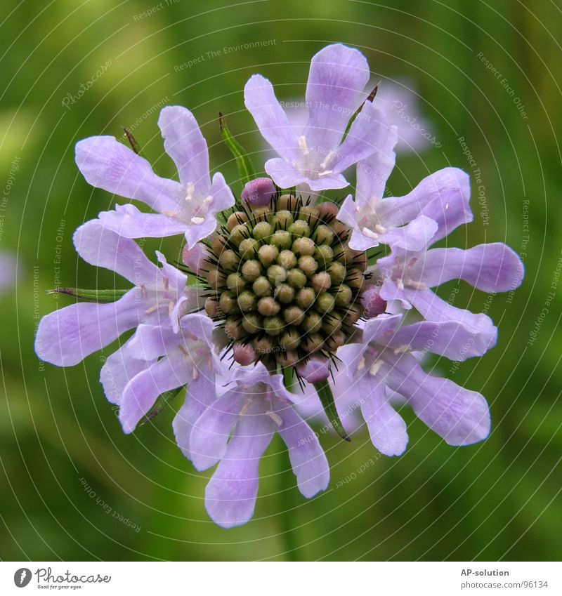 purple flower Blossoming Plant Flower Growth Macro (Extreme close-up) Sprinkle Spring Summer Violet Green Bouquet Bee Spring fever Beautiful Delicate Botany