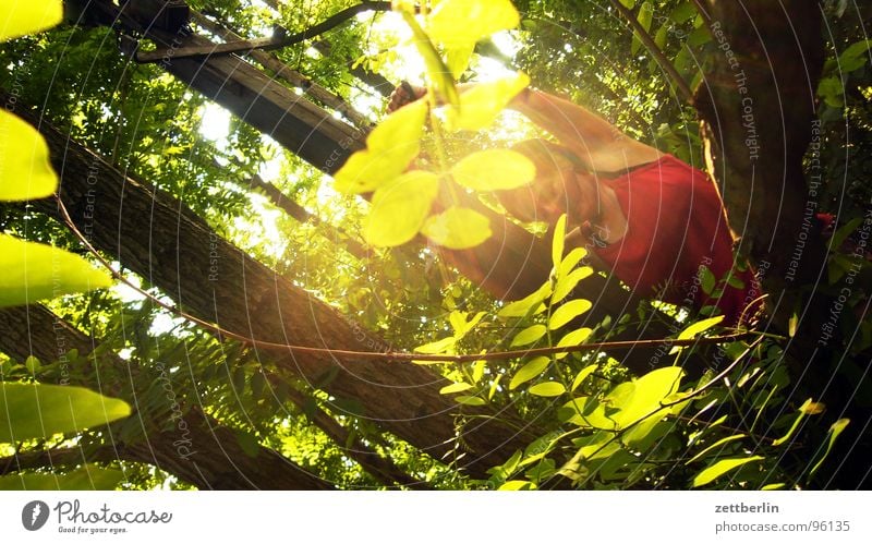 Climbing rose {f} = rambler rose Tree Tree trunk Leaf Leaf canopy Back-light Forest Dangerous Woman Red Summer Vacation & Travel Sun Contrast secretive Threat