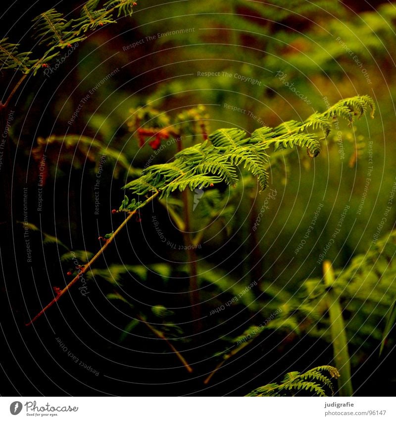 fern Plant Fist Green Convoluted Growth Flourish Forest Romance Enchanted forest Physics Summer polypodiophyta Shoot pteridophyta Pteridopsida Plantlet Power