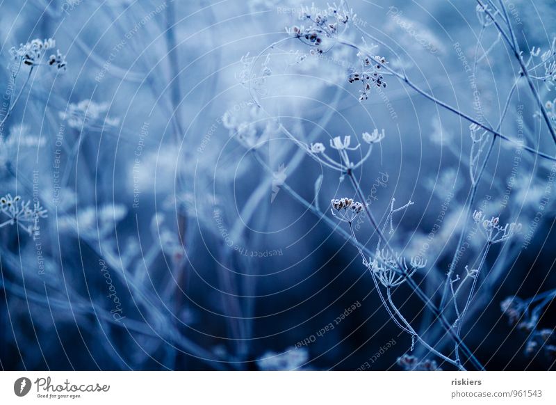 Ice cold. Environment Nature Landscape Plant Winter Frost Flower Wild plant Aegopodium podagria Dill Meadow Forest Blue Cold Colour photo Exterior shot Deserted