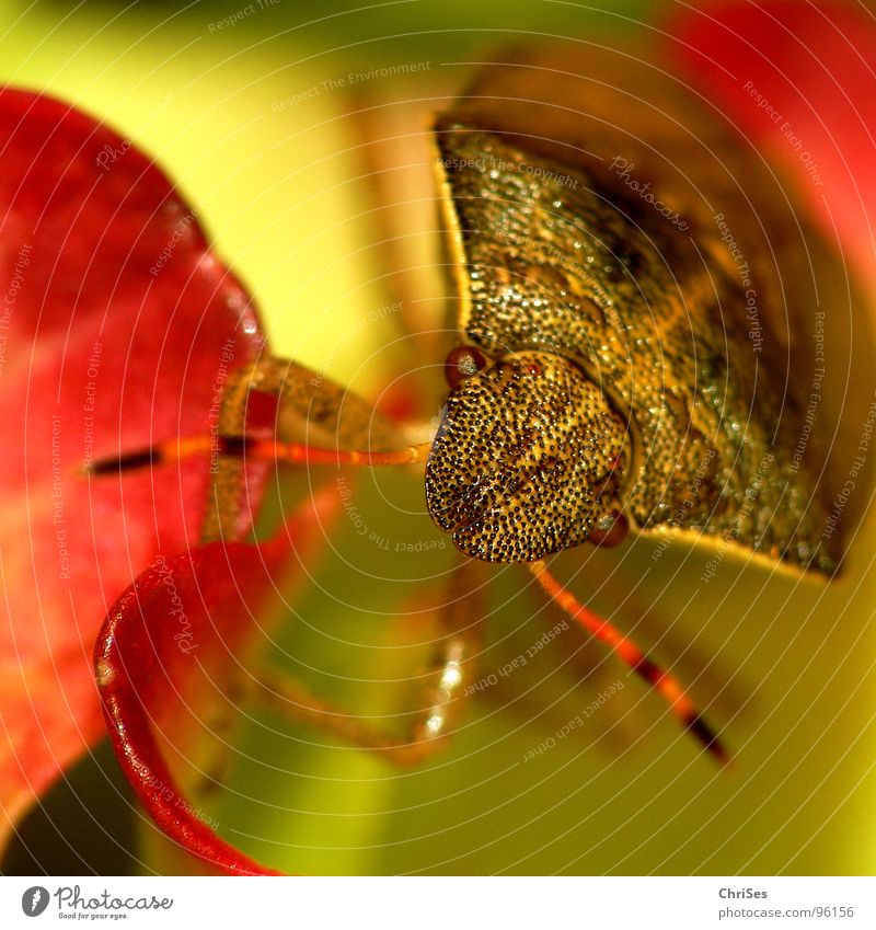 Berry bug (Dolycoris baccarum) 01 Sloebug Bug Insect Brown Animal Flower Blossom leave Feeler Macro (Extreme close-up) Close-up Summer Russet