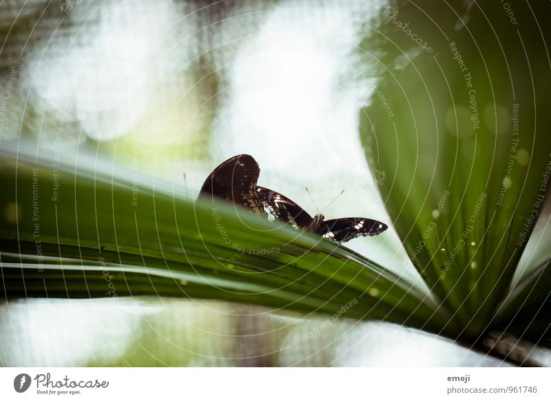 butterfly Environment Nature Plant Animal Wild animal Butterfly 2 Natural Green Colour photo Exterior shot Close-up Deserted Day Shallow depth of field