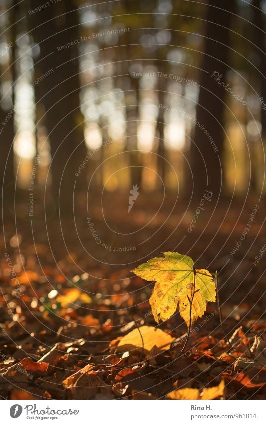 Autumn lights III Nature Landscape Earth Beautiful weather Tree Forest Illuminate Authentic Joie de vivre (Vitality) Change Deciduous forest Maple leaf Blur