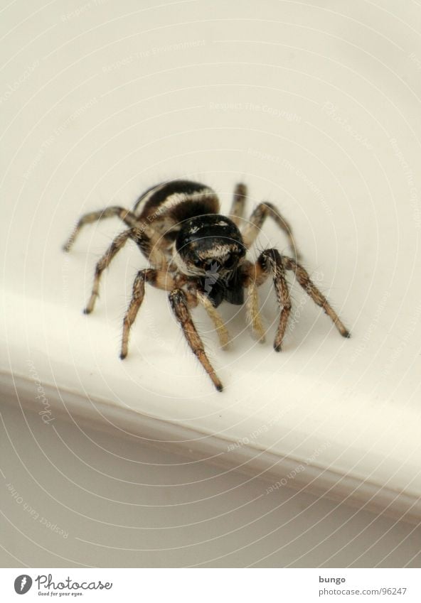 Don't jump! Zebra spider Spider Disgust Small Macro (Extreme close-up) Chelicerae Mandible Eating mechanism Articulate animals Fear Eyes arthropod hairy nasty