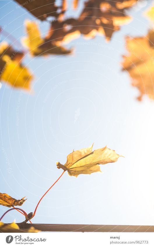 Last autumn leaves Nature Autumn Beautiful weather Leaf Maple leaf Old Hang Illuminate To dry up Sharp-edged Natural Yellow Gold Moody Brave Sadness Loneliness