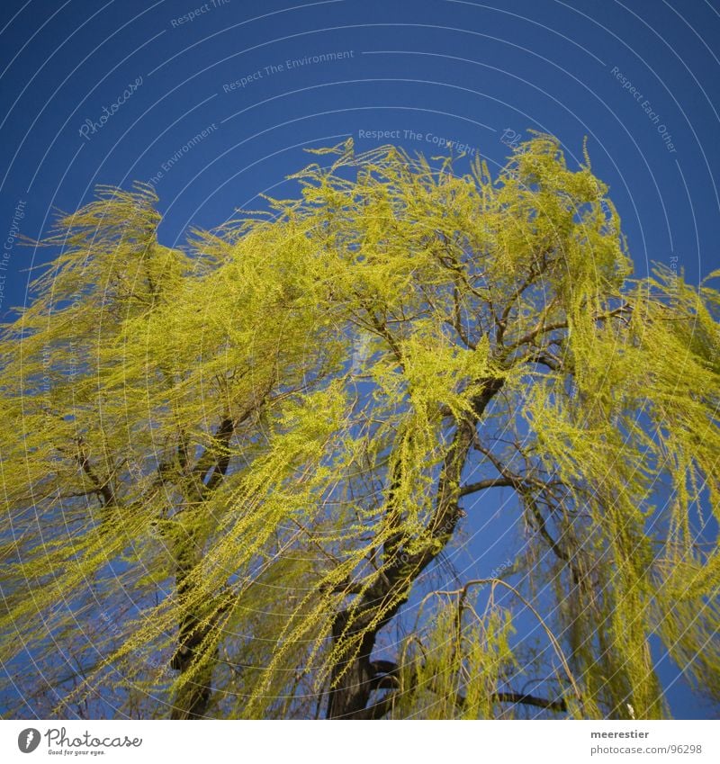 My friend the tree Green Spring Pasture Wind Perspective Contrast Blue Movement