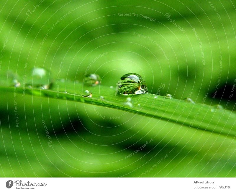 Drops *4 Rain Macro (Extreme close-up) Fresh Wet Damp Reflection Near Green Grass green Round Glittering Water Calm Easy Perfect Concentrate Close-up