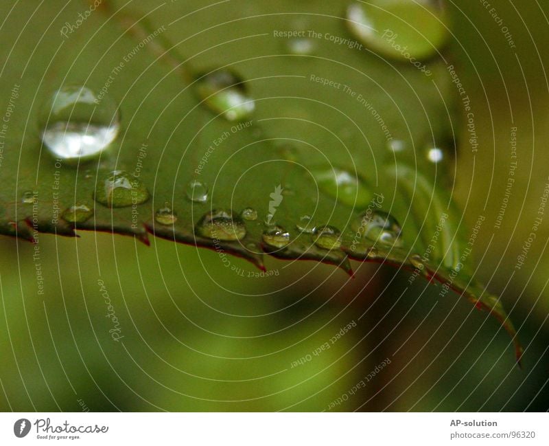 Drops *5 Rain Macro (Extreme close-up) Fresh Wet Damp Reflection Near Green Grass green Round Glittering Water Calm Easy Perfect Concentrate Close-up