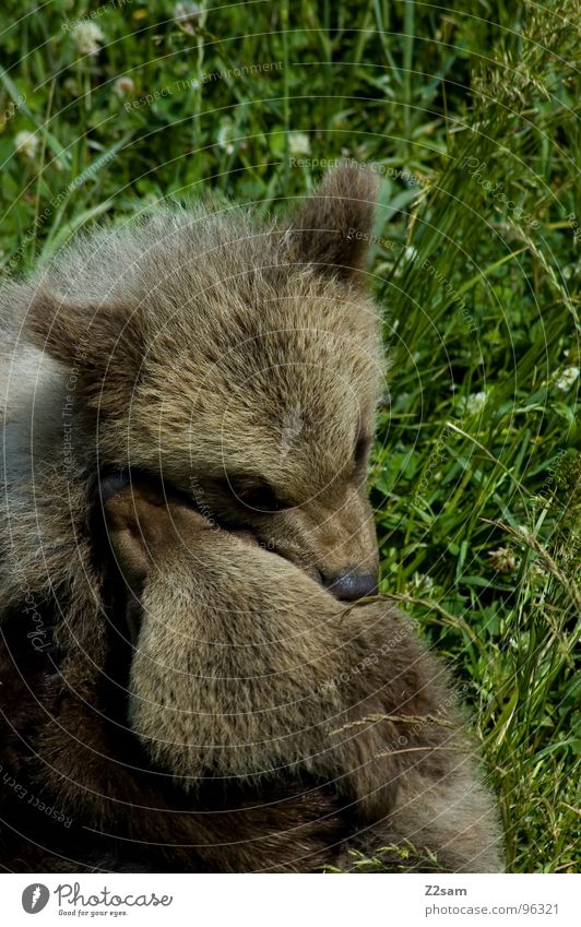 brotherly love Animal Cuddling Kissing Love Cute Friendliness Soft Teddy bear Pelt Wild animal Dangerous Bear Together 2 Dearest Cuddly Baby animal Related