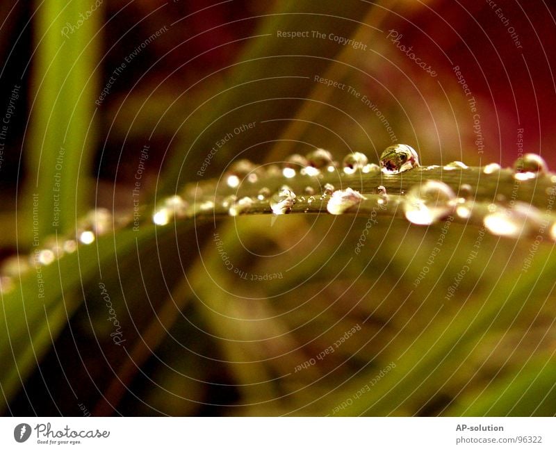 Drops *6 Rain Macro (Extreme close-up) Fresh Wet Damp Reflection Near Green Grass green Round Glittering Water Calm Easy Perfect Concentrate Close-up