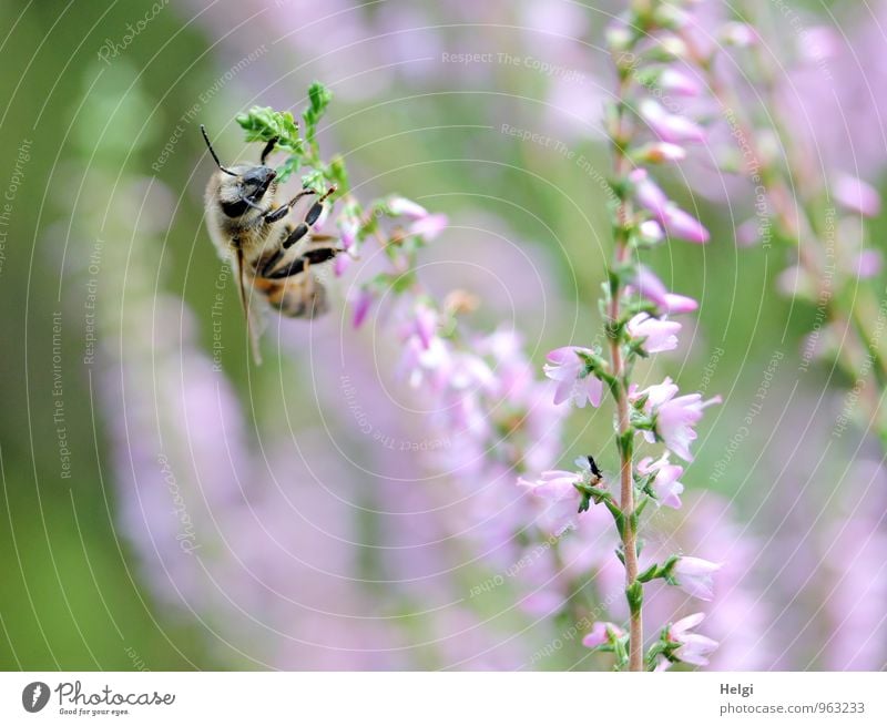 heather honey collector... Environment Nature Plant Summer Beautiful weather Blossom Wild plant Heather family Luneburg Heath Animal Farm animal Bee 1