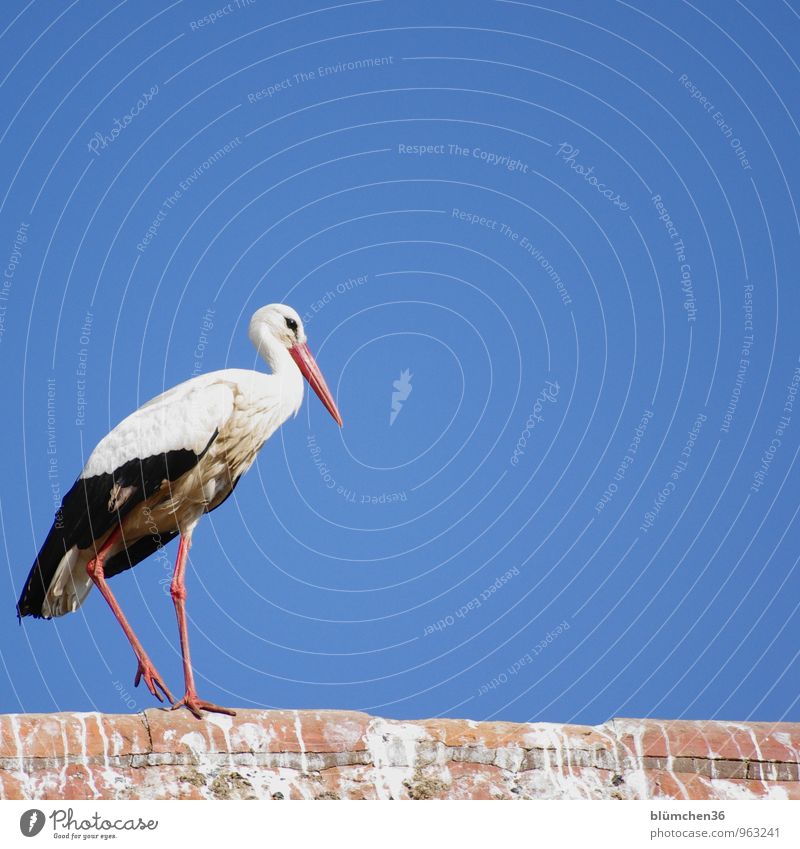 flying everything in its time. Animal Wild animal Bird Stork White Stork Stride bird Poultry Migratory bird Esthetic Elegant Natural Beautiful Going Balance