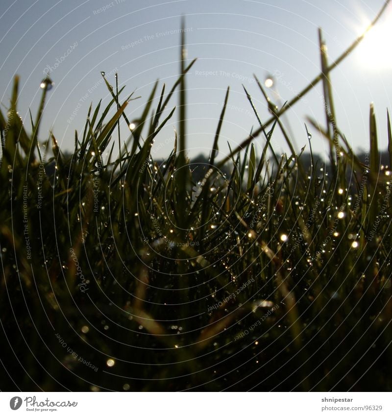 The last morning dew in Westhofen Grass Meadow Morning Wet Damp Summer Square Joy Macro (Extreme close-up) Close-up Rope sunny Drops of water Sky