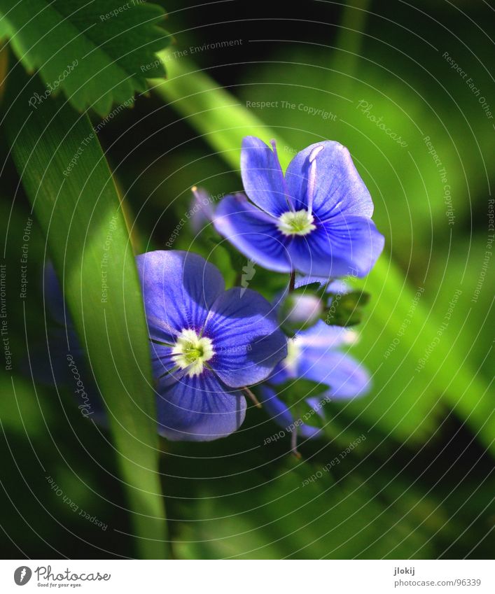 oblivious Flower Blossom Meadow Summer Spring Colour tone Grass Holiday season Seasons Forget-me-not Africa Australia Ornamental plant Blue Bud Blossoming Lawn