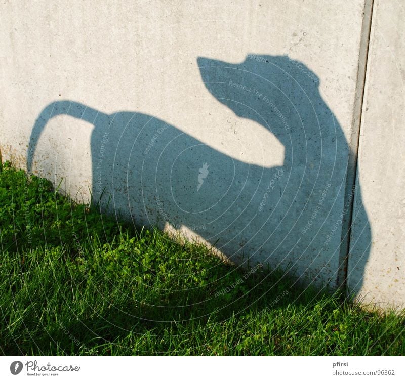 Shadow Dog - 1 Dalmatian Meadow Wall (building) Wall (barrier) Animal Pet Shadow play Light Mammal chien dalmation Self portrait sun Silhouette