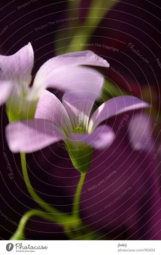 Purple mood Flower Blossom Violet Plant Growth Stamen Light Stalk Green Radiation 2 Calm Serene Delicate Spring Seasons Nature Blossoming Nectar Multicoloured