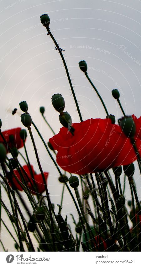 Color lost... Poppy Corn poppy Flower Field Meadow Blossom Stalk Tiny hair Fuzz Blossoming Delicate Limp Transience Gloomy Dark Grief Red Green Insect Bee