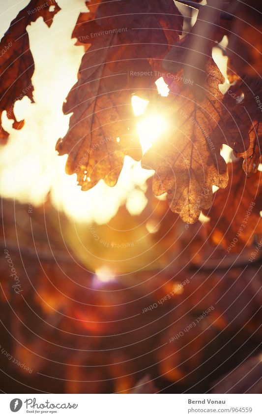 autumn fire Sun Plant Fire Autumn Weather Warmth Leaf Brown Orange Decline Autumn leaves Lens flare Glare effect Seasons Hollow Rachis Colour photo