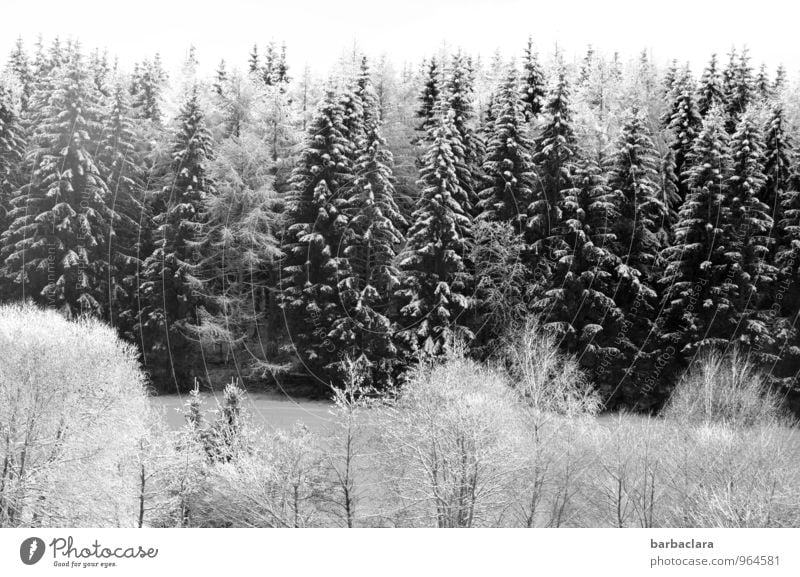 white as snow Sky Winter Snow Tree Fir tree Forest Black Forest Bright White Moody Joy Idyll Cold Climate Nature Senses Environment Black & white photo