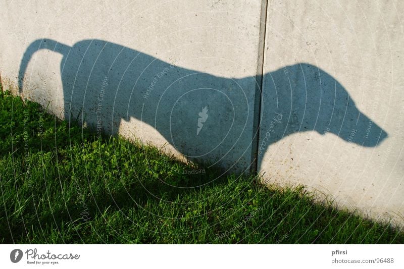 Shadow dog - 2 Dog Dalmatian Meadow Wall (building) Wall (barrier) Animal Pet Shadow play Light Mammal chien dalmation Self portrait sun Silhouette