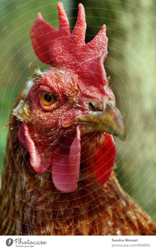 soup chicken Organic produce Animal Farm animal 1 Pink Bird 'flu "Disease," Illness Colour photo Exterior shot Close-up Day Deep depth of field Animal portrait