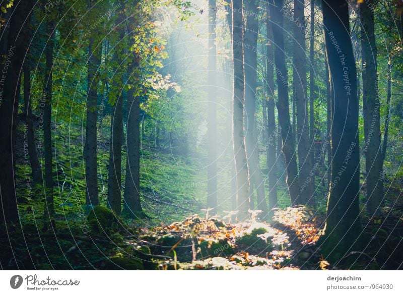 cut and engraved / Autumn colours, in the Franconian Forest. The sun shines through the trees in a ray on colourful leaves. Joy Calm Leisure and hobbies Trip