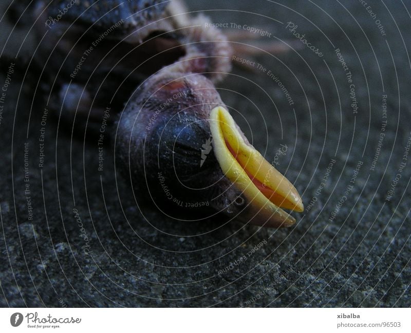 fritz Colour photo Exterior shot Deserted Copy Space bottom Shallow depth of field Animal portrait Closed eyes Environment Nature Wild animal Dead animal Bird