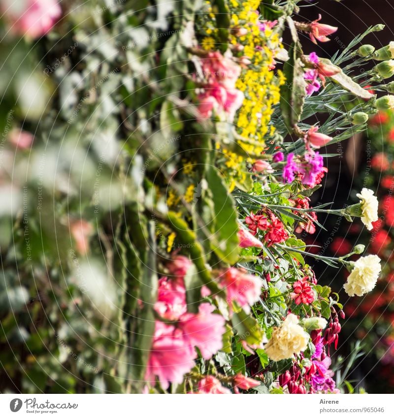 400 Thanks for the flowers. Plant Flower Cactus Balcony plant Balcony furnishings Geranium Dianthus Blossoming Happiness Fresh Multicoloured Colour photo