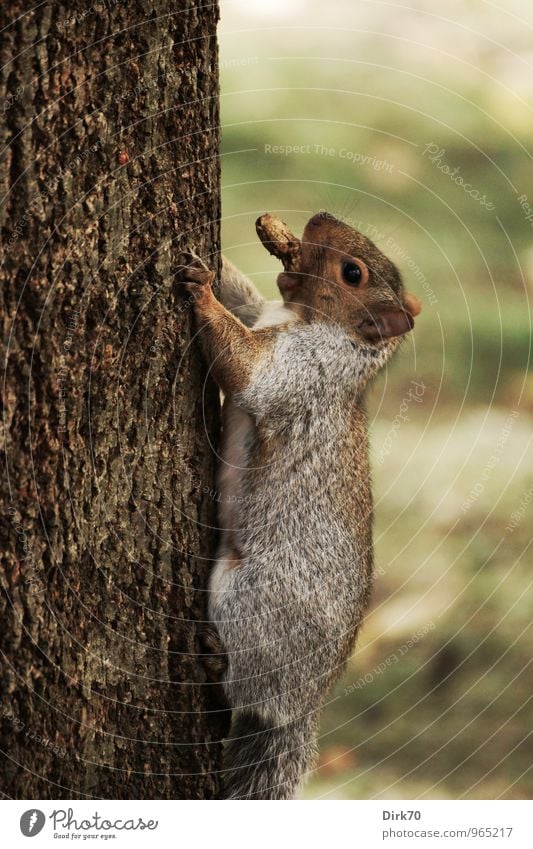 Up, always up Food Peanut Environment Autumn Bad weather Tree Tree trunk Garden Park Meadow Forest Montreal Canada Animal Wild animal Squirrel 1