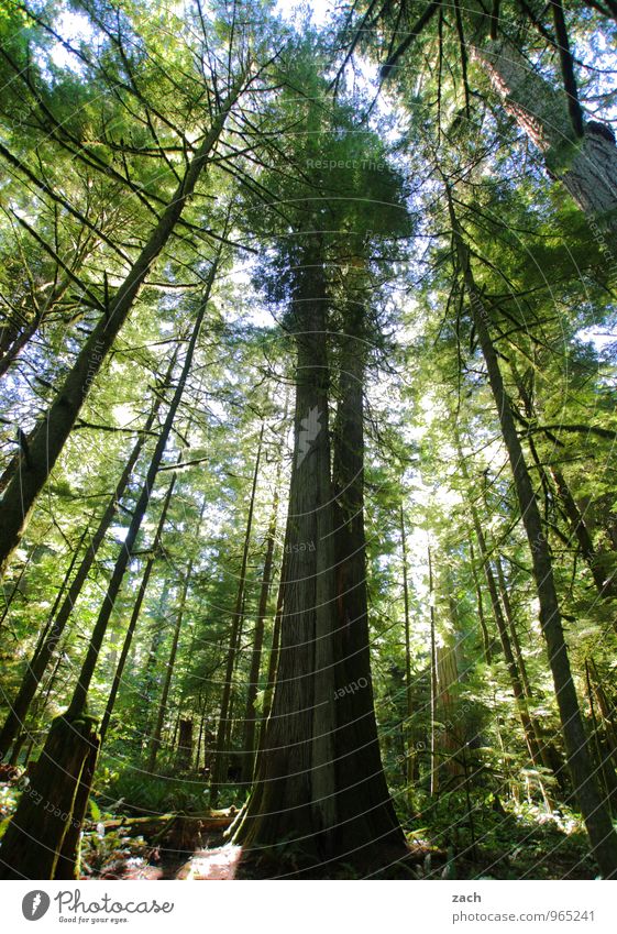 phenomenal Far-off places Nature Plant Elements Sky Summer Tree Wild plant Cedar Coniferous trees Coniferous forest Virgin forest Park Forest Island