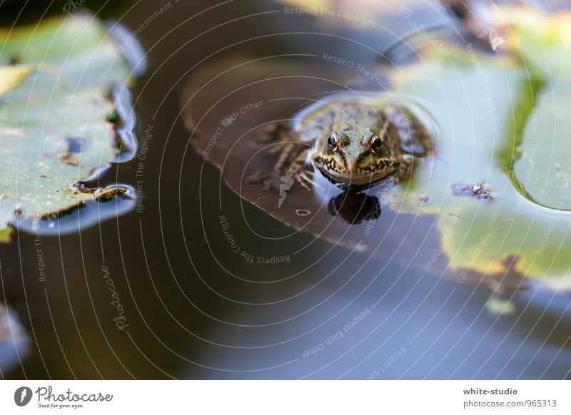 3, 2, 1, dive... Frog Animal Loneliness Reluctance Boredom Frog Prince Worm's-eye view Pond Lake Wait Idyll Ease Easy Relaxation Water lily leaf Diver