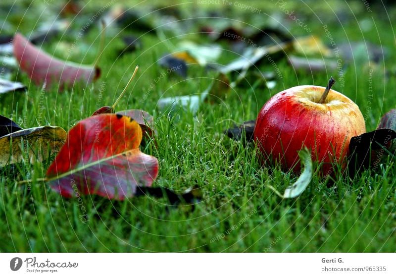 as fresh as a daisy Food Fruit Apple Nutrition Vegetarian diet Diet Nature Garden Fresh Healthy Glittering Wet Juicy Sweet Green Red Moody Autumn Colour Lawn