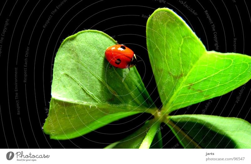 Hans in luck Hope Desire Congratulations Ladybird Clover Cloverleaf Joy Contentment Happy June beetle jarts two-point ladybird