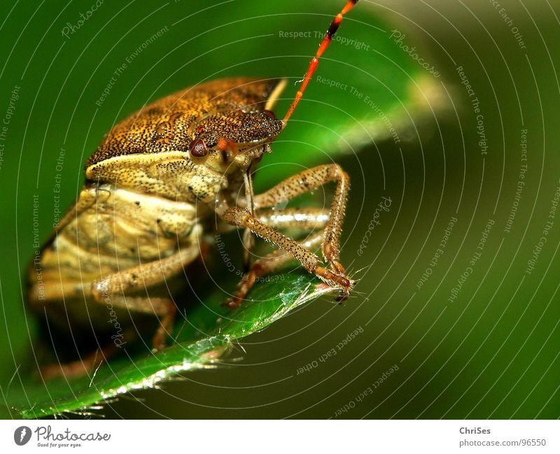 Berry bug (Dolycoris baccarum) 02 Sloebug Bug Insect Brown Red Green Animal Feeler Northern Forest Fear Panic Macro (Extreme close-up) Close-up