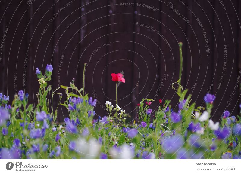 And it was summer Environment Nature Plant Summer Beautiful weather Flower Leaf Blossom Foliage plant Wild plant Poppy Meadow Wood Fragrance Thin Authentic