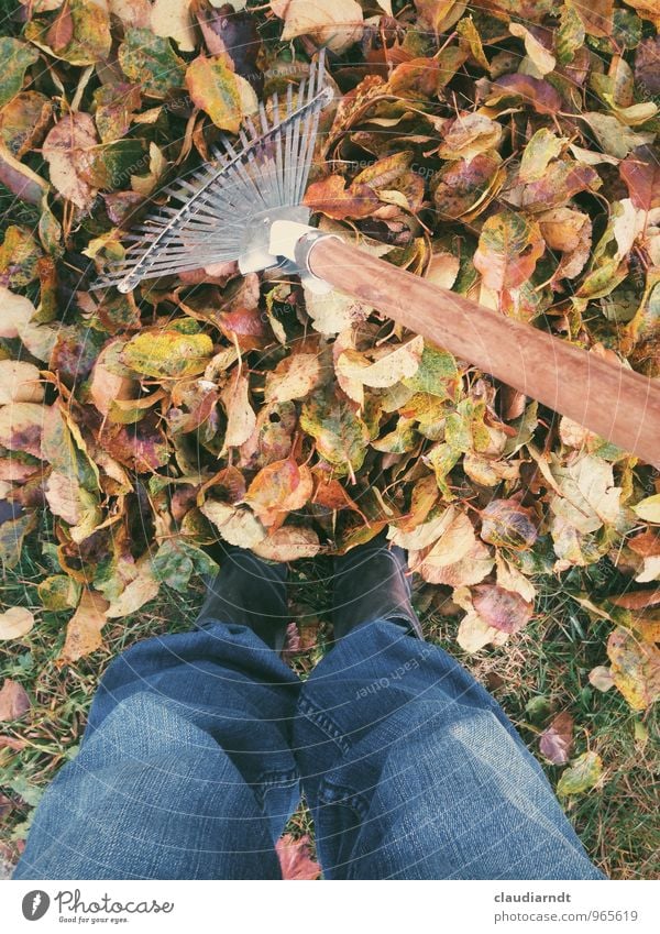 autumn garden Human being Legs Feet 1 Nature Plant Autumn Tree Leaf Garden Work and employment Multicoloured Gardening broom wire brush Rake Autumn leaves Sweep