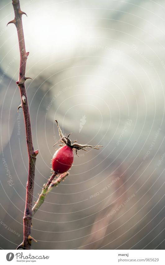 Some gibt´s still! Plant Wild plant Dog rose Simple Red Loneliness Individual Thorny Colour photo Multicoloured Exterior shot Deserted Copy Space right