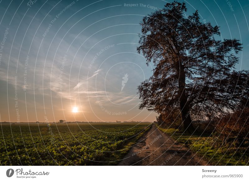 The old tree Nature Landscape Plant Earth Air Sky Sun Sunrise Sunset Sunlight Autumn Tree Grass Bushes Agricultural crop Field Growth Old Large Calm Loneliness