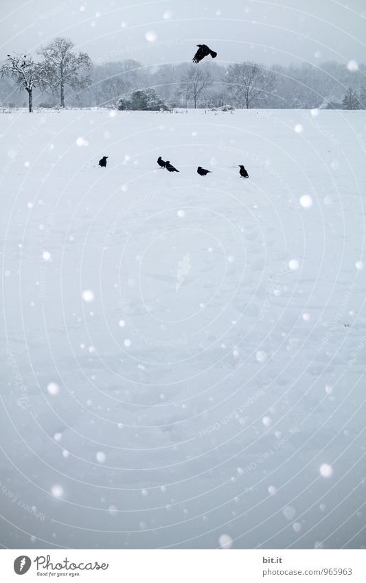 A thousand birds fly high... Environment Nature Landscape Ice Frost Snow Snowfall Bird Group of animals Flock Flying Raven birds Winter mood Winter vacation