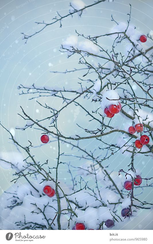 Apples in a dressing gown Feasts & Celebrations Christmas & Advent Nature Winter Ice Frost Snow Snowfall Blue Red Apple tree Colour photo