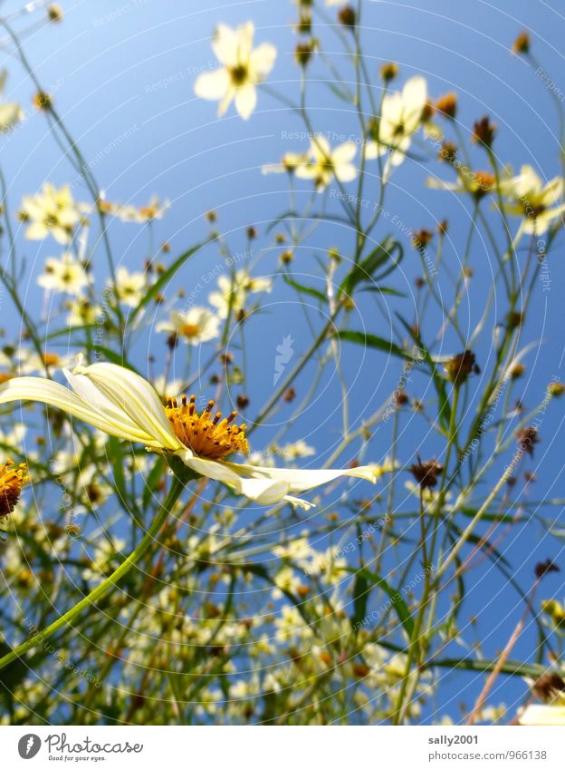 back to summer! Plant Cloudless sky Sunlight Summer Beautiful weather Flower Bushes Blossoming Growth Friendliness Natural Above White Chaos Fragrance Nature