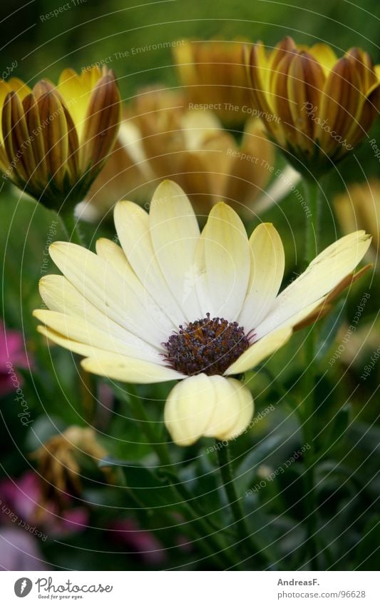 flowerpower Flower Blossom Multicoloured Green Yellow Summer Spring Flower power Flowerpot Marguerite Garden Blossoming Nature