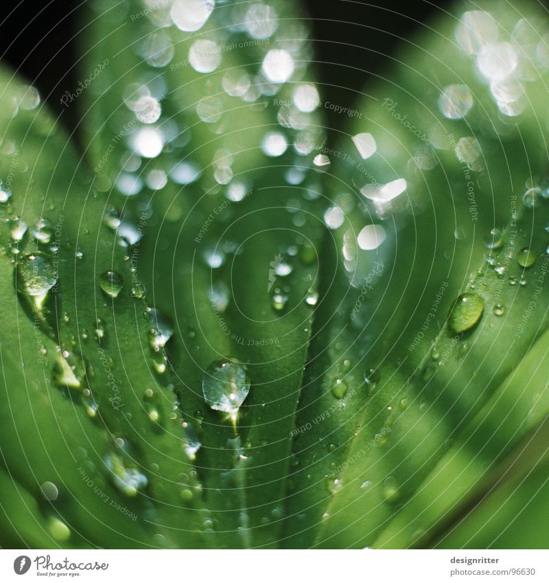 sweaty ... Leaf Plant Green Lupin Delicate Drops of water Water Rope Rain Cast