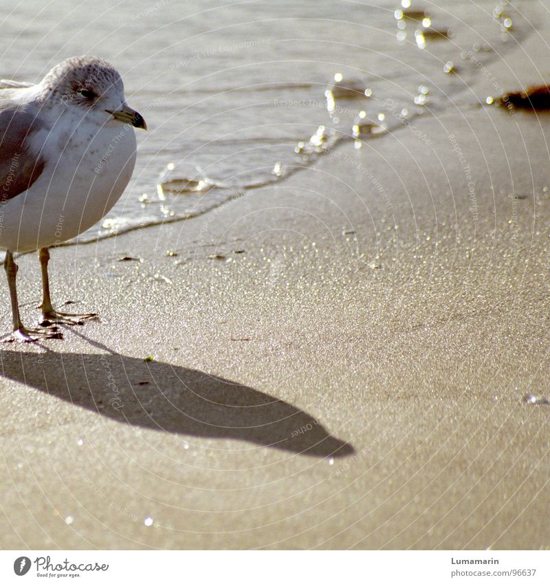 lifeguard Seagull Bird Beach Coast Corner Ocean Body of water Physics Watchfulness Guard Firm Vertical Stand Testing & Control Pool attendant Demanding Earnest