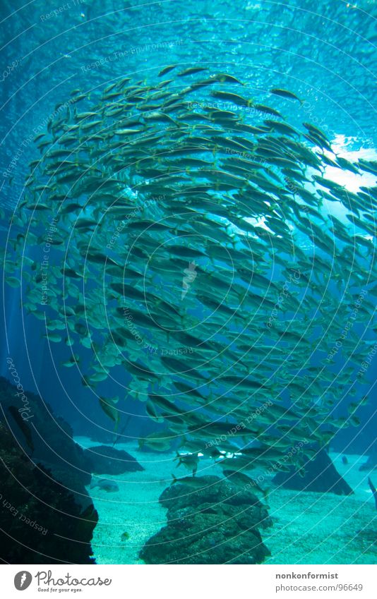 fish tornado Shoal of fish Underwater photo Lake Heap Trust Water Fish Flock many fish Tornado blue