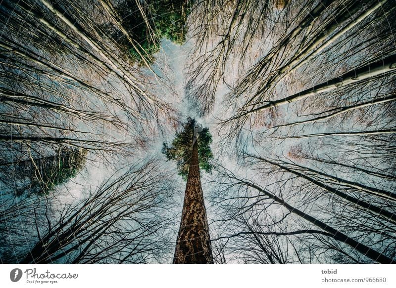 perpendicular Nature Plant Autumn Beautiful weather Tree Birch tree Pine Forest Esthetic Elegant Large Thin Symmetry Colour photo Deserted Day Contrast