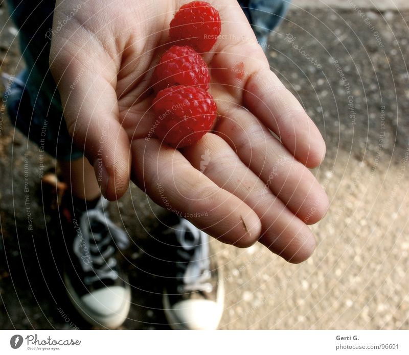 take 3 Raspberry Nutrition Fresh Round Picked Red Hand Offer Presentation Fingers Footwear Chucks Grass Garden path Concrete Fruit raspberries Harvest Skin