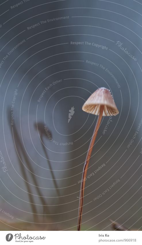 Spot on Environment Earth Drops of water Sky Autumn Park Field Forest Dance Blue Brown Uniqueness Art Mushroom Stage set Stage lighting Colour photo